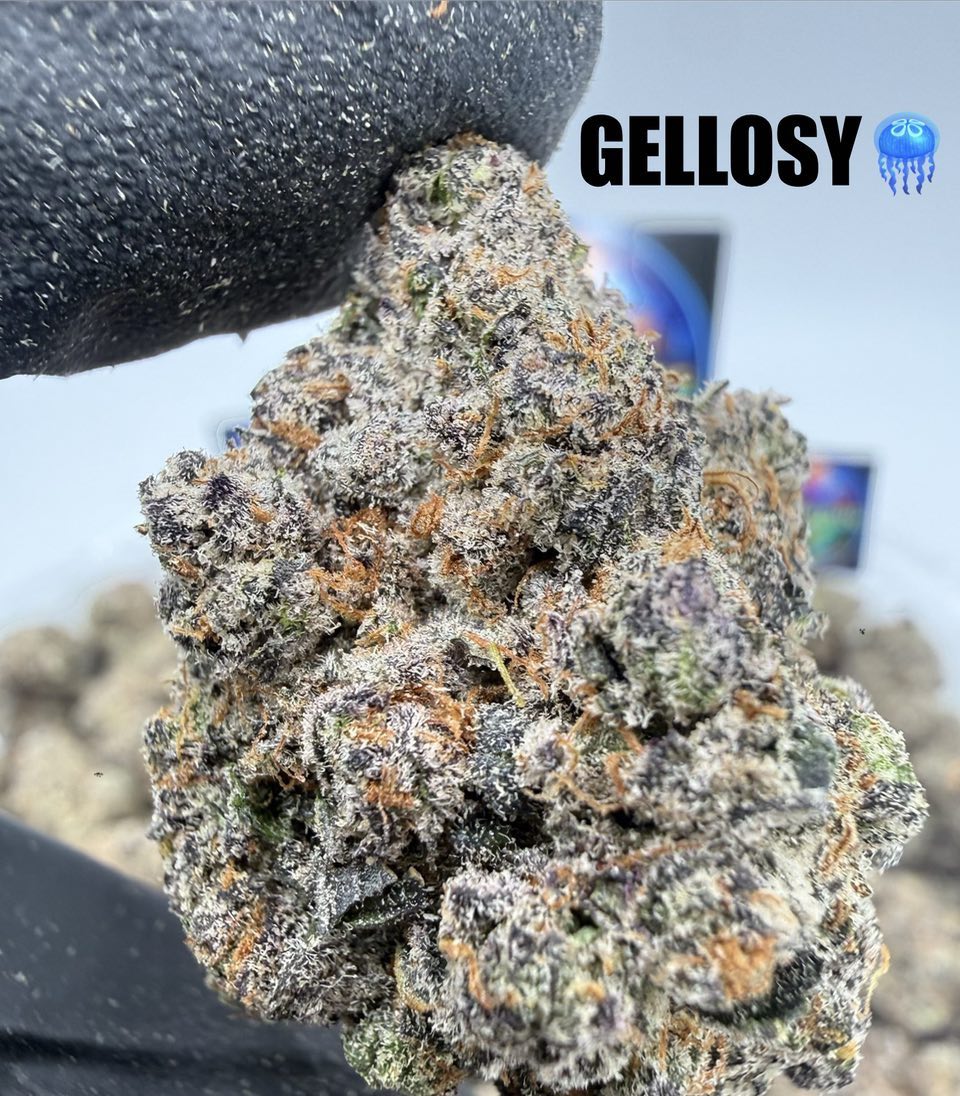 GELOSY Slide 3